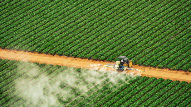 Best Ant Control Services  in Elgin, SC