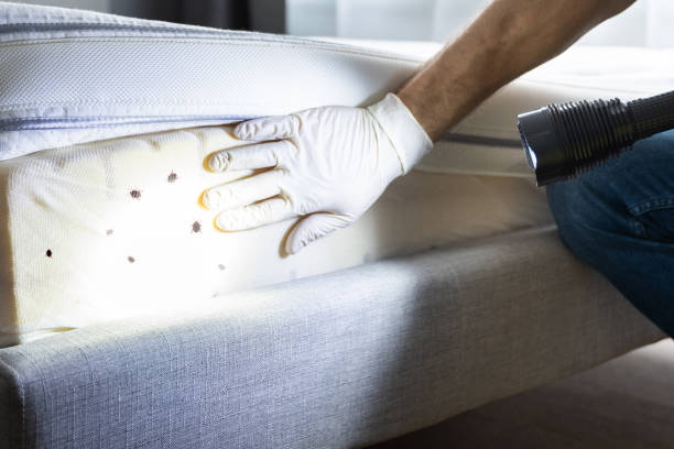 Best Termite Control Services  in Elgin, SC