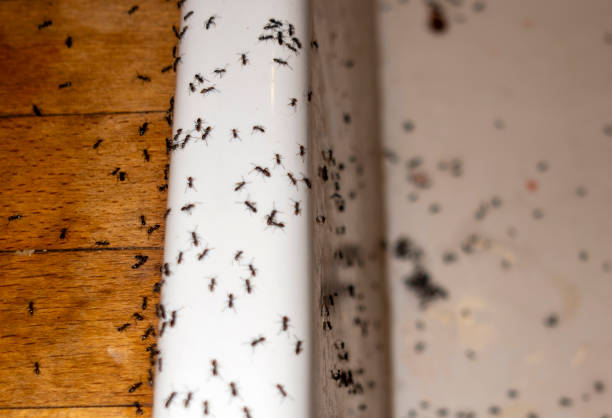 Best Local Pest Control Services  in Elgin, SC
