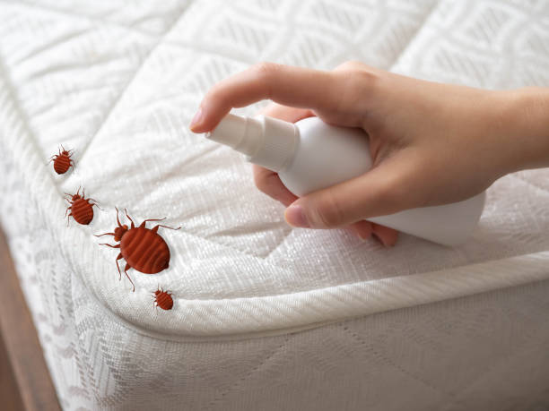 Best Pest Control Treatment  in Elgin, SC