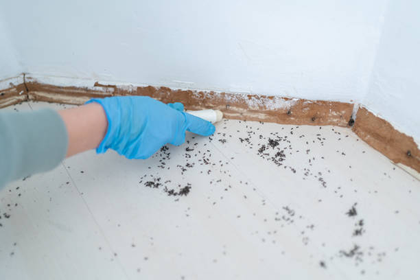 Best Flea Control Services  in Elgin, SC